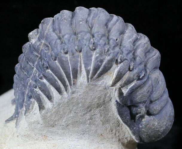Crotalocephalina Trilobite - Foum Zguid, Morocco #25828